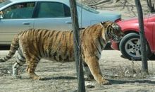 车游野生动物园