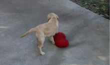 我的小狗——卡卡