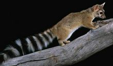 花面母灵猫读后感