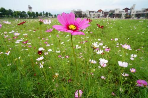 幸福之花