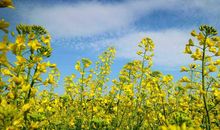 在春天，我有发现