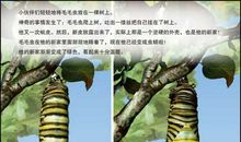 毛毛虫买鞋记