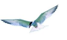 爱鸟之心不可无