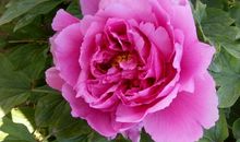 我喜爱的牡丹花