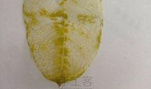 做叶脉书签，看金色秋天