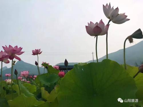 诱人的荷花池