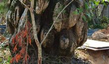 埋在时间深处的老树