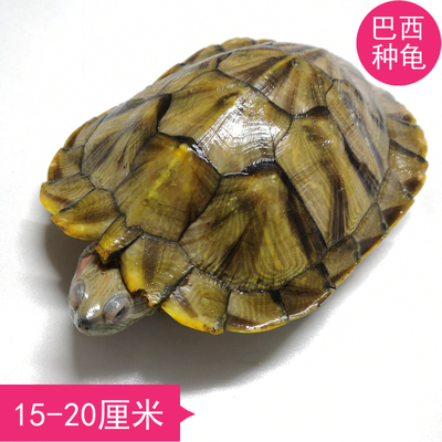 巴西红耳龟可爱