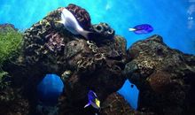 欢游老虎滩海洋公园