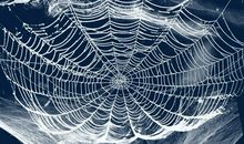 可怕的蜘蛛丝