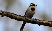 一只小鸟的自述