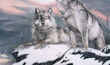 我心中的《狼图腾》