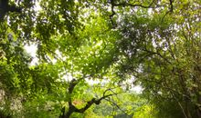 静处山林也是一种幸福