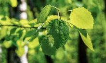 一棵小树的呼唤