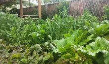 姥娘家的小菜园