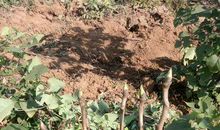 “栽种季”活动