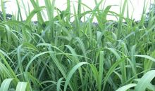 竹子，我的最爱