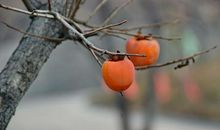 柿子的生长过程