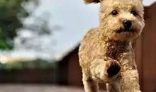 一只有情有义的狗