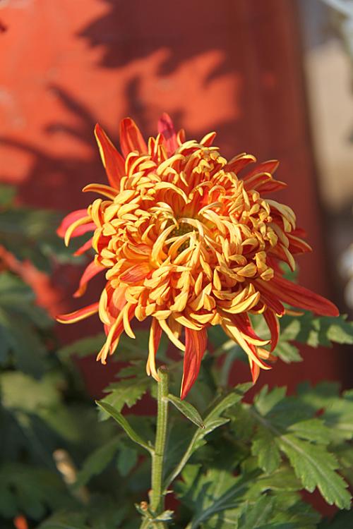 秋菊