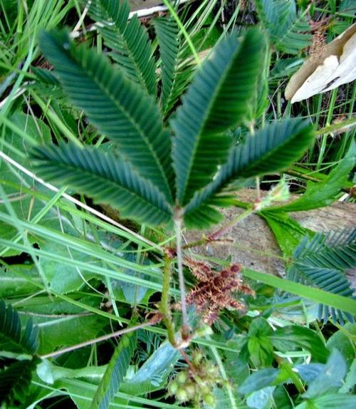 含羞草的乐趣