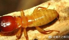 聪明的蚂蚁家族