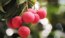 花海中的红绣球