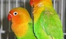 我爱我家的牡丹鹦鹉