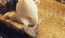 我养的“宠物”叫蜗牛