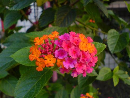 谦虚的野花