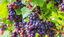 我最爱的水果—葡萄