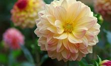 香橼花触动了我的心灵