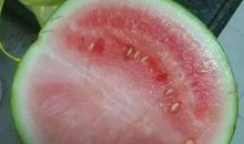 与众不同的西瓜