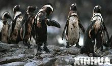 臭氧层离家出走了