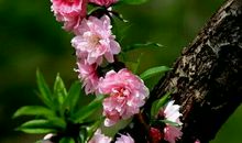 街上幽幽的花香