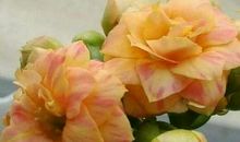 我心爱的长寿花