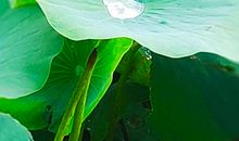 失败的荷叶浮沉