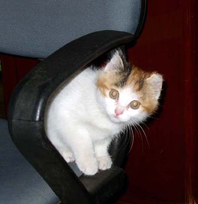 不喜欢干净的虎斑猫