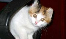 不爱干净的小花猫