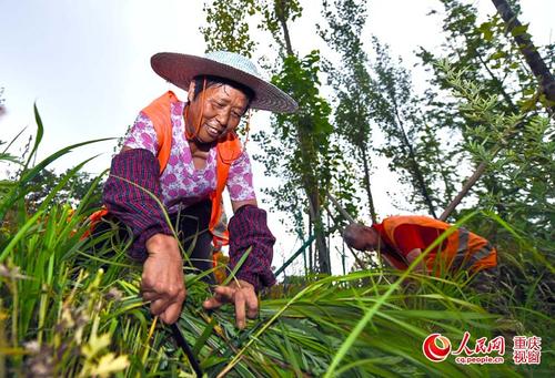 在不断发展的道路上清除杂草