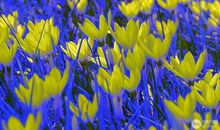 假如我有五色花