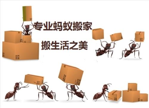 看着蚂蚁移动