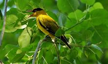 我多想留住秋天