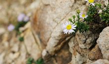 逆境中的野菊花