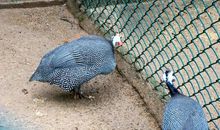 我爱美丽的观音山