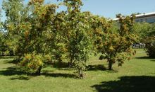 我爱故乡的林荫