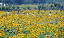 跟着一朵阳光走