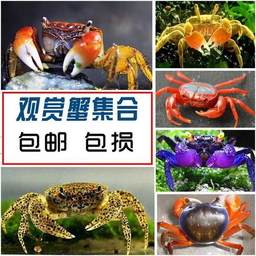 我的宠物蟹