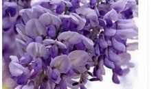 堇花婆婆的秘密读后感