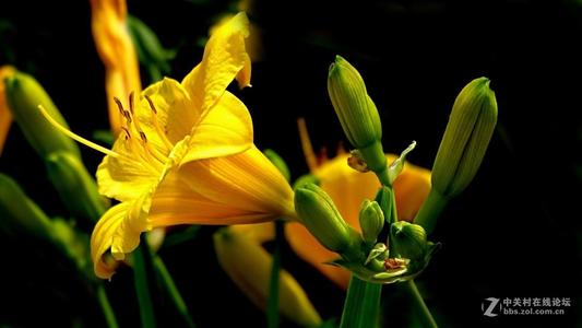 黄花菜的四个季节